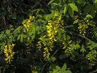 Laburnum anagyroides 14, Gouden regen, Saxifraga-Jan van der Straaten