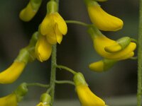 Laburnum anagyroides 15, Gouden regen, Saxifraga-Jan van der Straaten