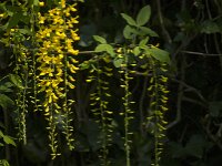 Laburnum anagyroides 16, Gouden regen, Saxifraga-Jan van der Straaten