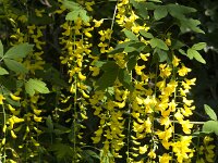 Laburnum anagyroides 19, Gouden regen, Saxifraga-Jan van der Straaten