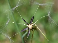 Lactuca perennis 27, Saxifraga-Sonja Bouwman  Blauwe sla - Lactuca perennis - Asteraceae familie