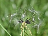 Lactuca perennis 32, Saxifraga-Sonja Bouwman  Blauwe sla - Lactuca perennis - Asteraceae familie