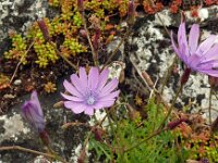 Lactuca perennis 33, Saxifraga-Hans Grotenhuis