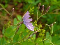 Lactuca perennis 36, Saxifraga-Hans Grotenhuis