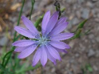 Lactuca perennis 38, Saxifraga-Ed Stikvoort