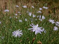 Lactuca perennis 41, Saxifraga-Ed Stikvoort : ZW van Cordiñanes de Valdeón s9900