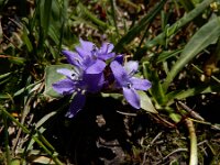 Lagotis stolonifera 2, Saxifraga-Ed Stikvoort : Noord van Gyumri A900