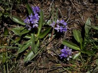 Lagotis stolonifera 3, Saxifraga-Ed Stikvoort : Noord van Gyumri A900