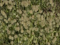 Lagurus ovatus 10, Saxifraga-Willem van Kruijsbergen