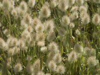 Lagurus ovatus 11, Saxifraga-Jan van der Straaten