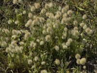 Lagurus ovatus 12, Saxifraga-Willem van Kruijsbergen