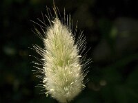 Lagurus ovatus 14, Saxifraga-Jan van der Straaten