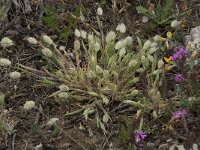 Lagurus ovatus 15, Saxifraga-Willem van Kruijsbergen