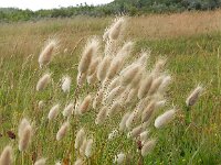 Lagurus ovatus 16, Saxifraga-Peter Meininger