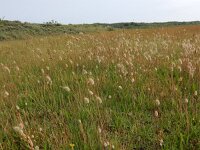 Lagurus ovatus 17, Saxifraga-Peter Meininger