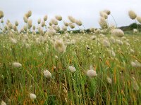 Lagurus ovatus 18, Saxifraga-Ed Stikvoort