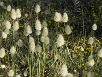 Lagurus ovatus 2, Saxifraga-Jan van der Straaten