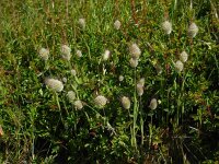 Lagurus ovatus 20, Saxifraga-Ed Stikvoort