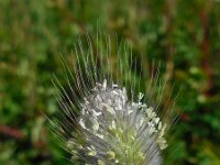 Lagurus ovatus 21, Saxifraga-Ed Stikvoort
