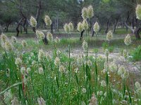 Lagurus ovatus 22, Saxifraga-Ed Stikvoort