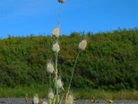 Lagurus ovatus 23, Saxifraga-Ed Stikvoort