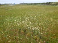 Lagurus ovatus 24, Saxifraga-Ed Stikvoort