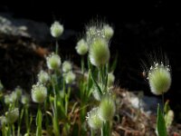 Lagurus ovatus 25, Saxifraga-Ed Stikvoort