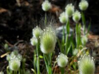 Lagurus ovatus 26, Saxifraga-Ed Stikvoort