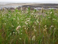 Lagurus ovatus 27, Saxifraga-Ed Stikvoort