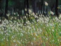 Lagurus ovatus 29, Saxifraga-Ed Stikvoort