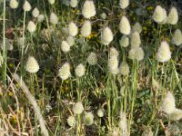 Lagurus ovatus 3, Saxifraga-Jan van der Straaten