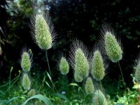 Lagurus ovatus 30, Saxifraga-Ed Stikvoort