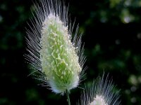 Lagurus ovatus 31, Saxifraga-Ed Stikvoort