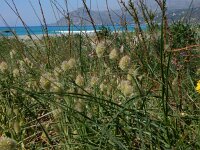 Lagurus ovatus 32, Saxifraga-Peter Meininger