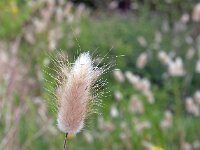 Lagurus ovatus 33, Saxifraga-Jeroen Willemsen