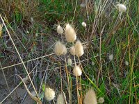 Lagurus ovatus 37, Saxifraga-Hans Grotenhuis