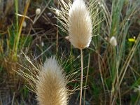 Lagurus ovatus 38, Saxifraga-Hans Grotenhuis