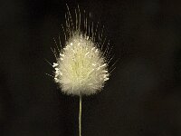 Lagurus ovatus 4, Saxifraga-Jan van der Straaten