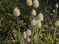Lagurus ovatus 5, Saxifraga-Willem van Kruijsbergen