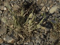 Lagurus ovatus 6, Saxifraga-Willem van Kruijsbergen