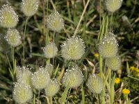 Lagurus ovatus 7, Saxifraga-Willem van Kruijsbergen