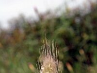 Lagurus ovatus 8, Saxifraga-Jeroen Willemsen