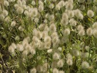 Lagurus ovatus 9, Saxifraga-Jan van der Straaten