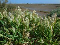 Lamarckia aurea 10, Pluimstaartje, Saxifraga-Ed Stikvoort