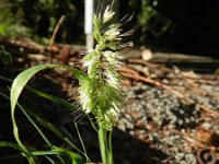 Lamarckia aurea 11, Pluimstaartje, Saxifraga-Rutger Barendse