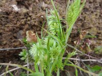Lamarckia aurea 16, Pluimstaartje, Saxifraga-Michiel Drok