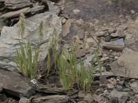 Lamarckia aurea 18, Pluimstaartje, Saxifraga-Willem van Kruijsbergen