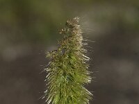 Lamarckia aurea 2, Pluimstaartje, Saxifraga-Willem van Kruijsbergen