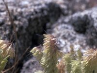 Lamarckia aurea 5, Pluimstaartje, Saxifraga-Jan van der Straaten
