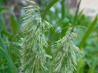 Lamarckia aurea 6, Pluimstaartje, Saxifraga-Ed Stikvoort